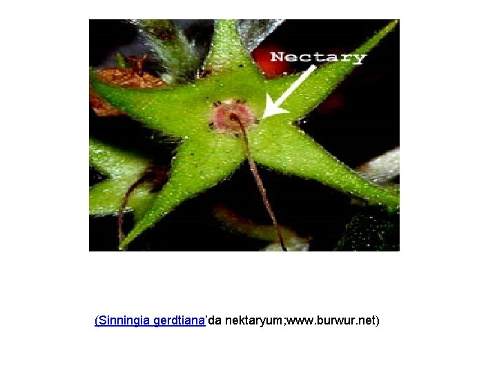 (Sinningia gerdtiana’da nektaryum; www. burwur. net) 