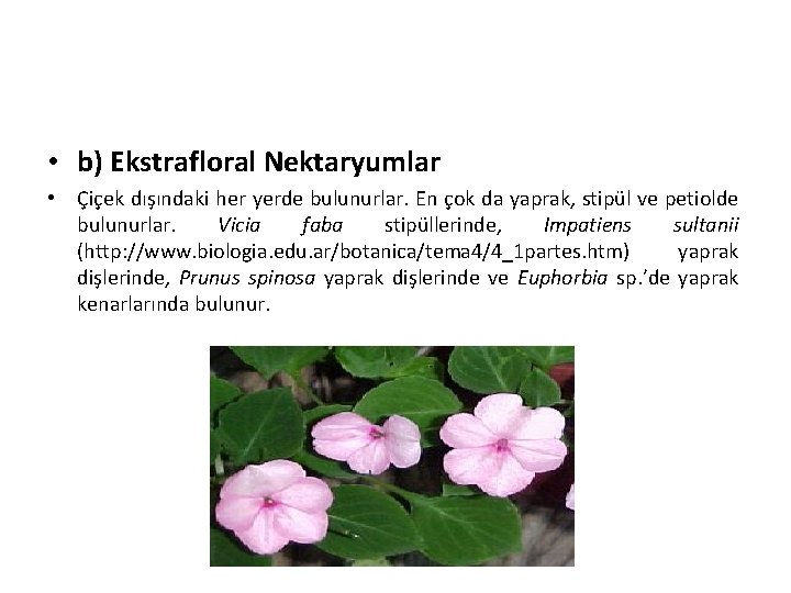  • b) Ekstrafloral Nektaryumlar • Çiçek dışındaki her yerde bulunurlar. En çok da