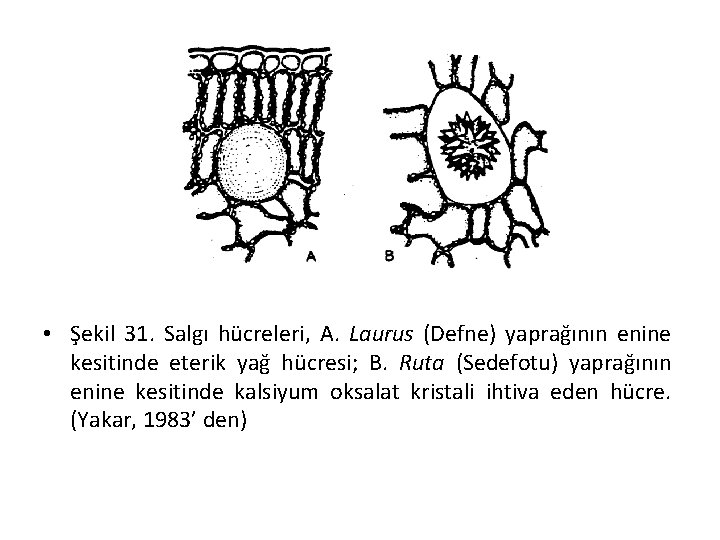  • Şekil 31. Salgı hücreleri, A. Laurus (Defne) yaprağının enine kesitinde eterik yağ