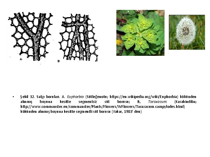  • Şekil 32. Salgı boruları. A. Euphorbia (Sütleğenotu; https: //en. wikipedia. org/wiki/Euphorbia) kökünden