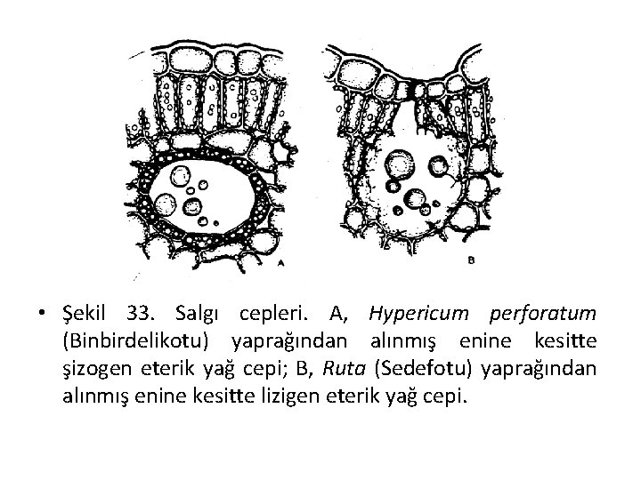  • Şekil 33. Salgı cepleri. A, Hypericum perforatum (Binbirdelikotu) yaprağından alınmış enine kesitte