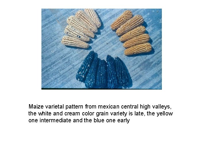 Maize varietal pattern from mexican central high valleys, the white and cream color grain