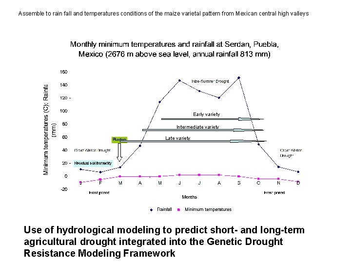 Assemble to rain fall and temperatures conditions of the maize varietal pattern from Mexican