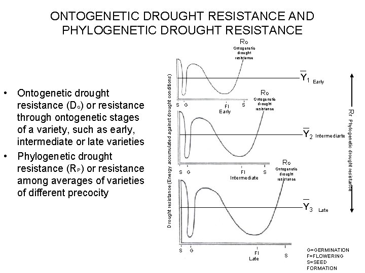 ONTOGENETIC DROUGHT RESISTANCE AND PHYLOGENETIC DROUGHT RESISTANCE R O Y 1 Early R S