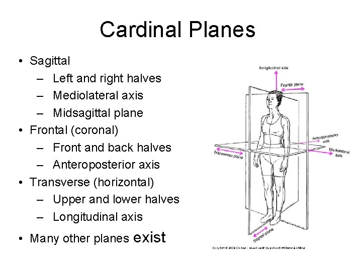 Cardinal Planes • Sagittal – Left and right halves – Mediolateral axis – Midsagittal Cardinal Planes • Sagittal – Left and right halves – Mediolateral axis – Midsagittal
