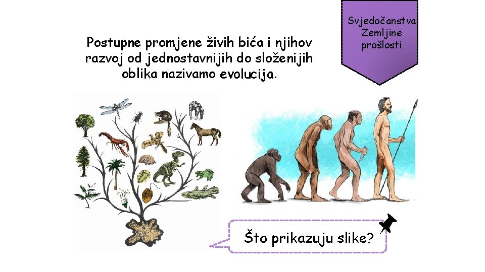 Postupne promjene živih bića i njihov razvoj od jednostavnijih do složenijih oblika nazivamo evolucija.