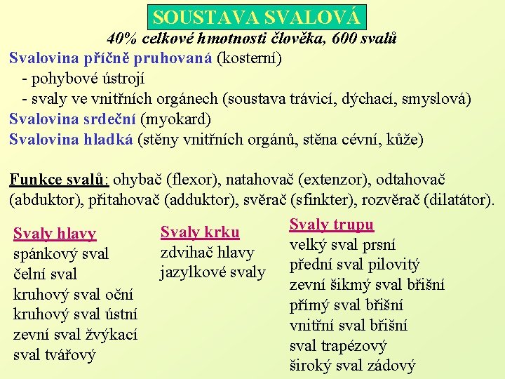 SOUSTAVA SVALOVÁ 40% celkové hmotnosti člověka, 600 svalů Svalovina příčně pruhovaná (kosterní) - pohybové