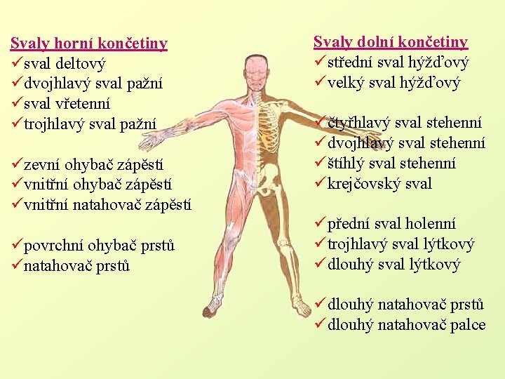 Svaly horní končetiny üsval deltový üdvojhlavý sval pažní üsval vřetenní ütrojhlavý sval pažní üzevní