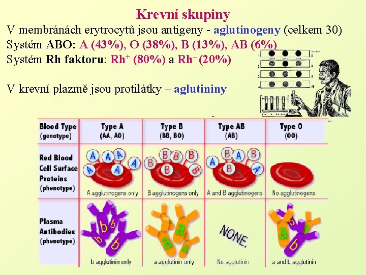 Krevní skupiny V membránách erytrocytů jsou antigeny - aglutinogeny (celkem 30) Systém ABO: A