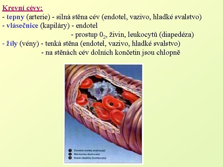 Krevní cévy: - tepny (arterie) - silná stěna cév (endotel, vazivo, hladké svalstvo) -
