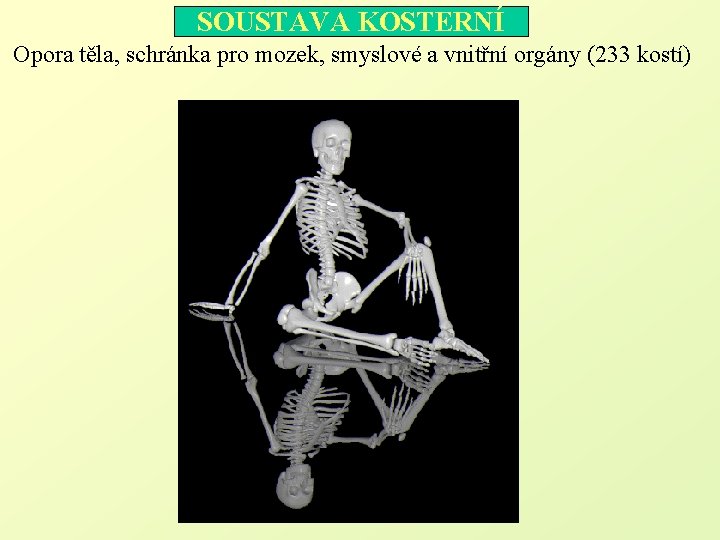 SOUSTAVA KOSTERNÍ Opora těla, schránka pro mozek, smyslové a vnitřní orgány (233 kostí) 