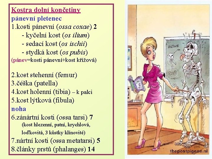 Kostra dolní končetiny pánevní pletenec 1. kosti pánevní (ossa coxae) 2 - kyčelní kost