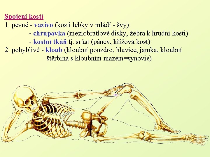 Spojení kostí 1. pevné - vazivo (kosti lebky v mládí - švy) - chrupavka