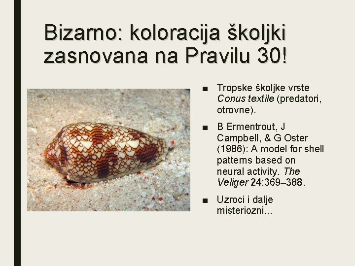 Bizarno: koloracija školjki zasnovana na Pravilu 30! ■ Tropske školjke vrste Conus textile (predatori,