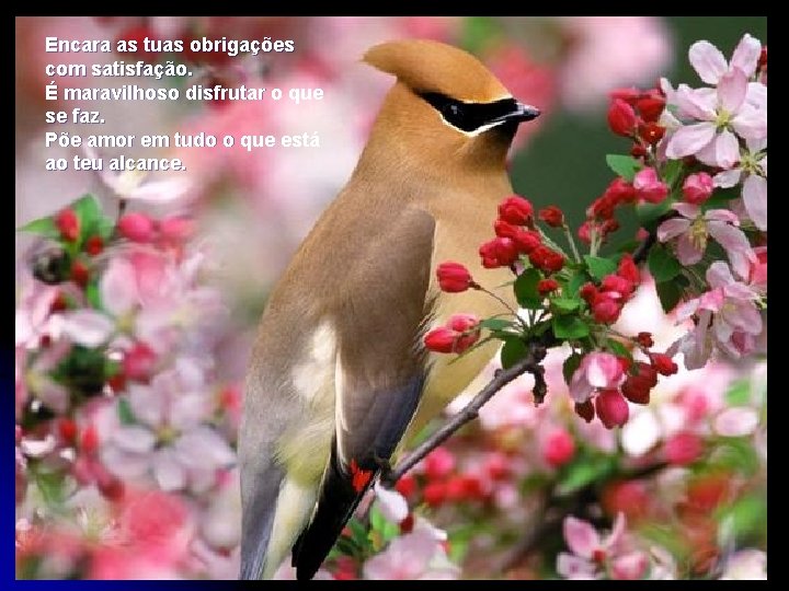 Encara as tuas obrigações com satisfação. É maravilhoso disfrutar o que se faz. Põe