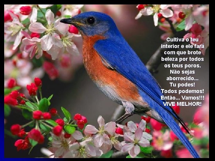 Cultiva o teu interior e ele fará com que brote beleza por todos os