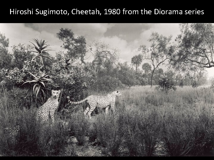 Hiroshi Sugimoto, Cheetah, 1980 from the Diorama series 
