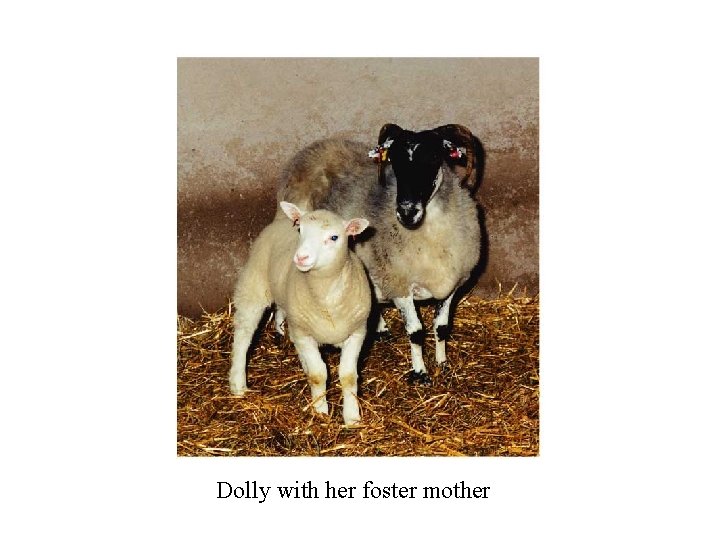 Dolly with her foster mother 