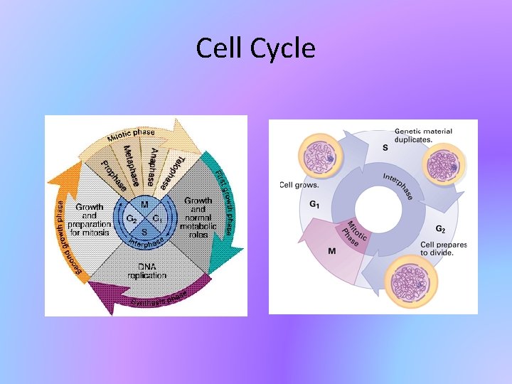 Cell Cycle 