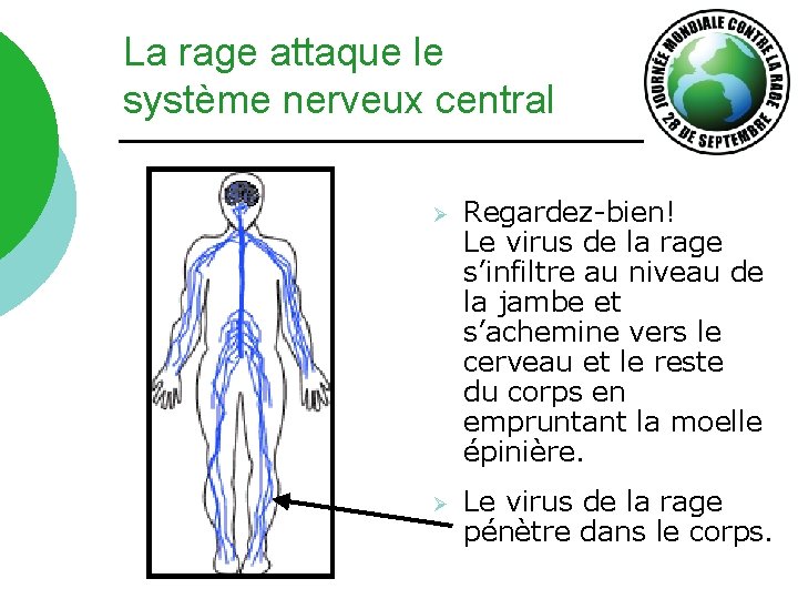 La rage attaque le système nerveux central Ø Regardez-bien! Le virus de la rage