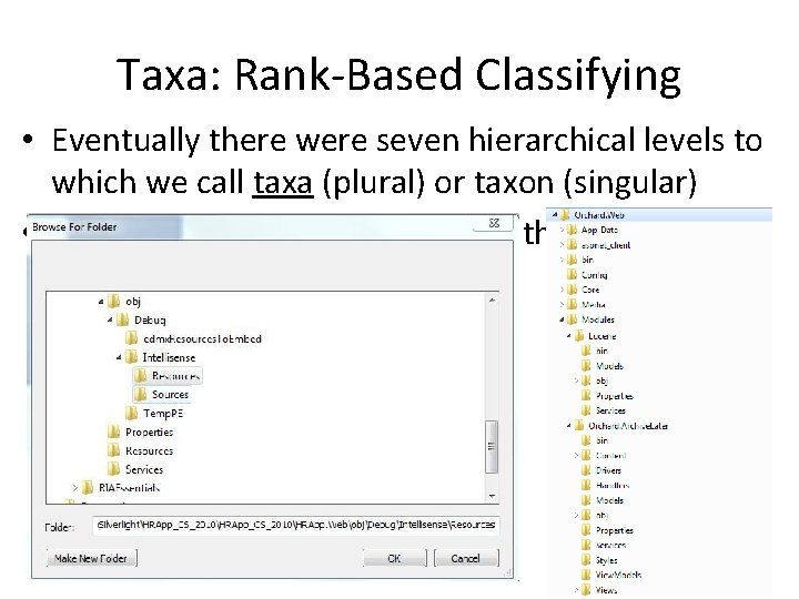 Taxa: Rank-Based Classifying • Eventually there were seven hierarchical levels to which we call