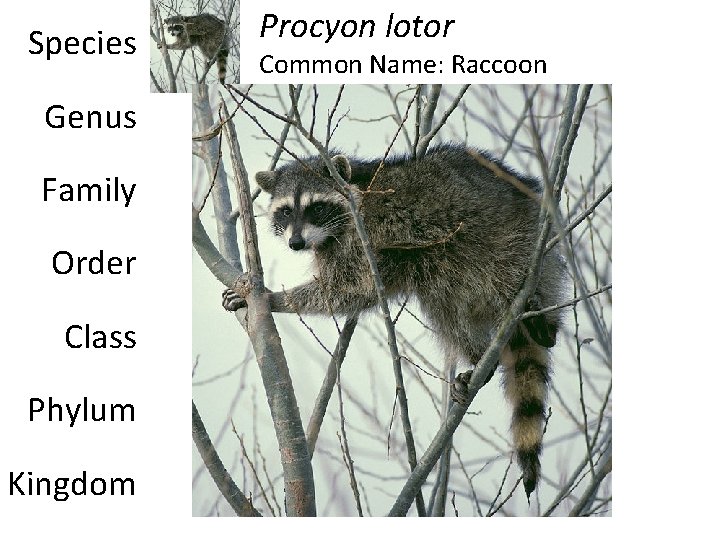 Species Genus Family Order Class Phylum Kingdom Procyon lotor Common Name: Raccoon 