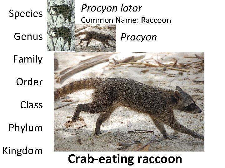 Species Genus Procyon lotor Common Name: Raccoon Procyon Family Order Class Phylum Kingdom Crab-eating