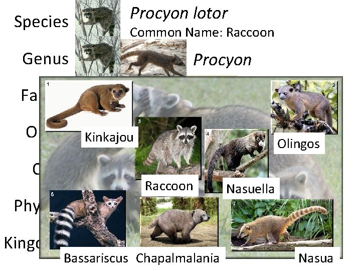 Species Procyon lotor Common Name: Raccoon Genus Procyonidae Family Order Class Kinkajou Olingos Raccoon