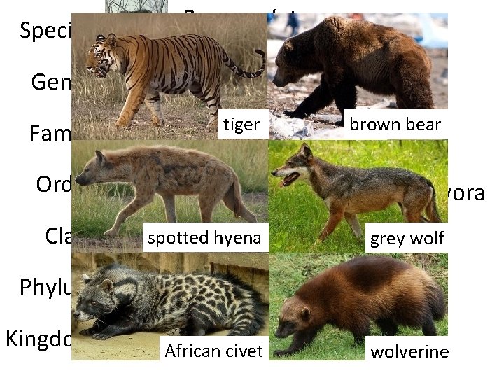 Species Procyon lotor Common Name: Raccoon Genus Family Procyon tiger Order Class brown bear
