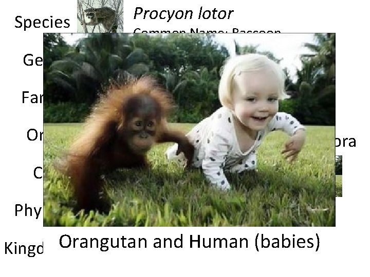 Species Genus Family Procyon lotor Common Name: Raccoon Procyonidae Order Carnivora Class Phylum Mammalia