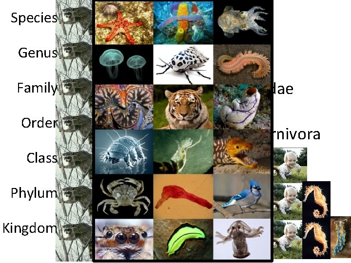 Species Genus Procyon lotor Common Name: Raccoon Procyonidae Family Order Class Phylum Kingdom Carnivora