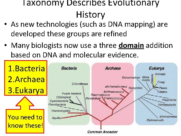 Taxonomy Describes Evolutionary History • As new technologies (such as DNA mapping) are developed