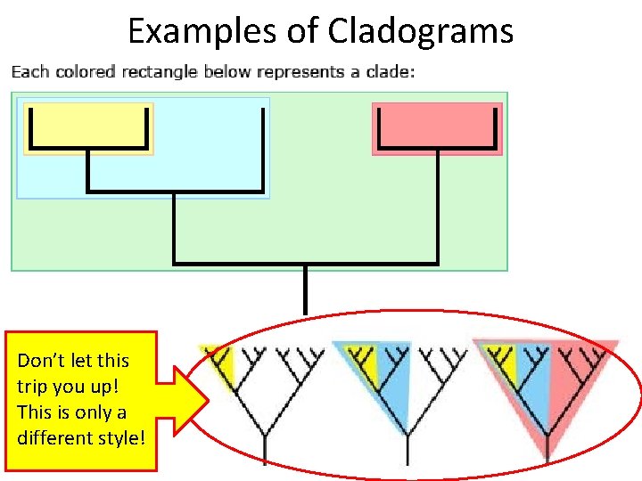 Examples of Cladograms Don’t let this trip you up! This is only a different