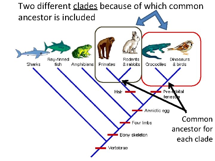 Two different clades because of which common ancestor is included Common ancestor for each