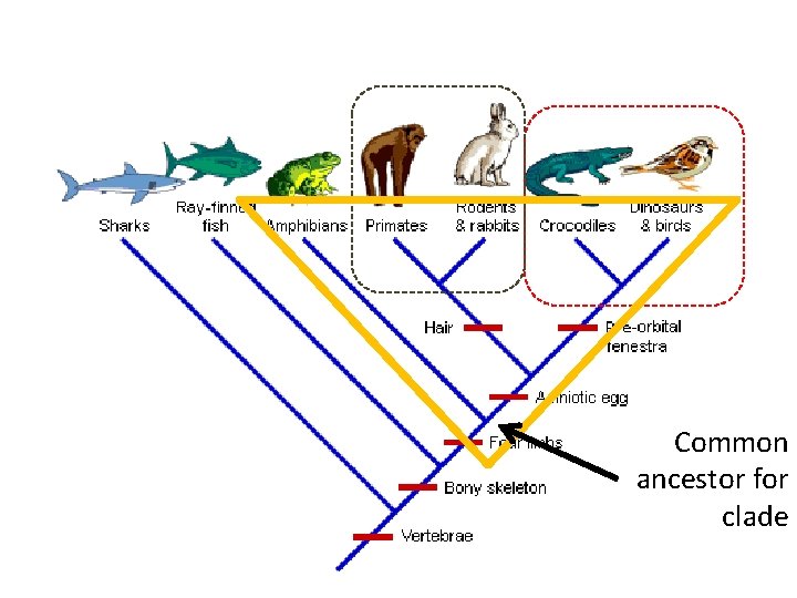 Common ancestor for clade 