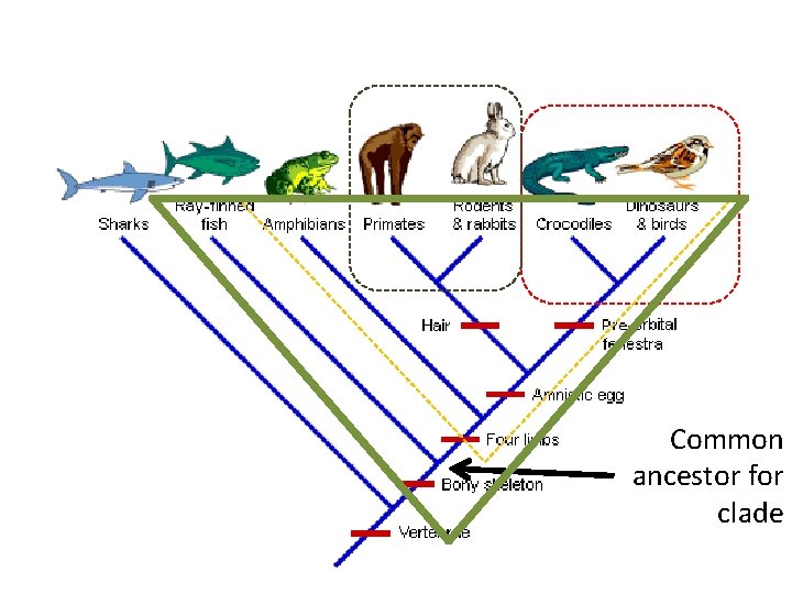 Common ancestor for clade 