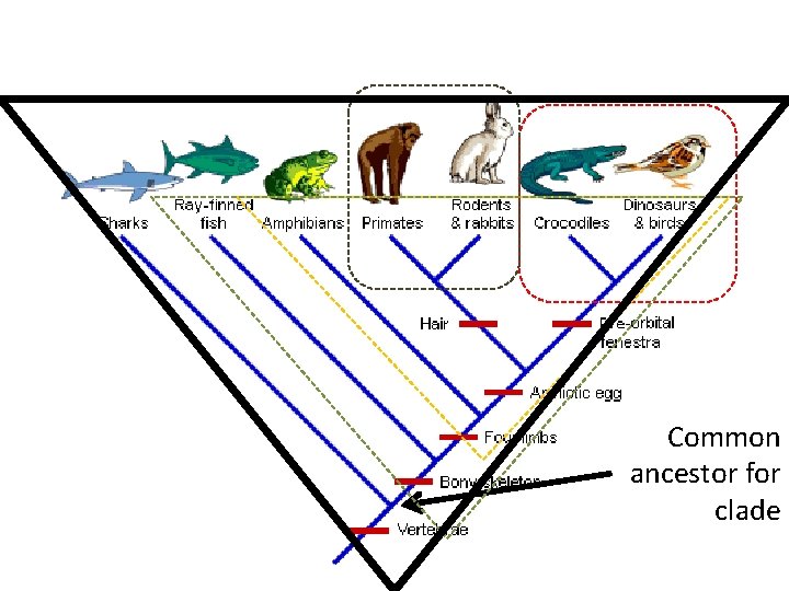 Common ancestor for clade 