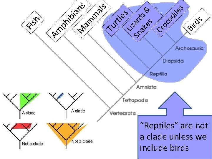 an s Liz Sn ard ak s es & Cr oc od ile s