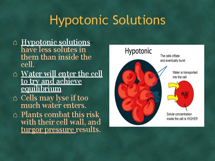 Hypotonic Solutions ⌂ Hypotonic solutionshave less solutes in them than inside the cell. ⌂