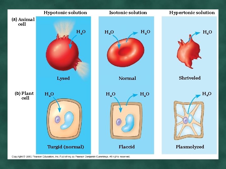 . Hypotonic solution Isotonic solution Hypertonic solution Animal cell H 2 O Turgid (normal)