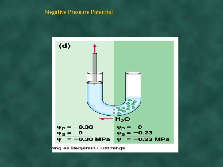 Negative Pressure Potential 