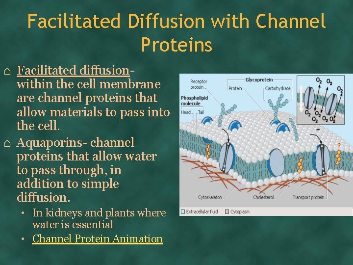 Facilitated Diffusion with Channel Proteins ⌂ Facilitated diffusionwithin the cell membrane are channel proteins