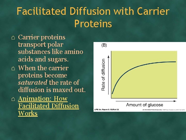 Facilitated Diffusion with Carrier Proteins ⌂ Carrier proteins transport polar substances like amino acids