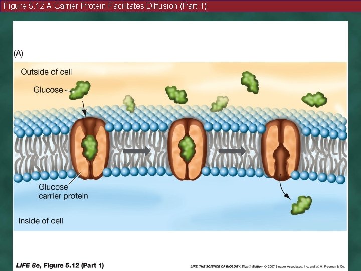 Figure 5. 12 A Carrier Protein Facilitates Diffusion (Part 1) 