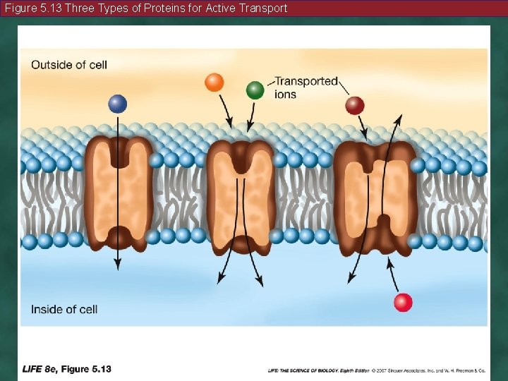 Figure 5. 13 Three Types of Proteins for Active Transport 