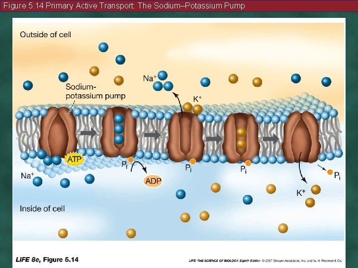 Figure 5. 14 Primary Active Transport: The Sodium–Potassium Pump 