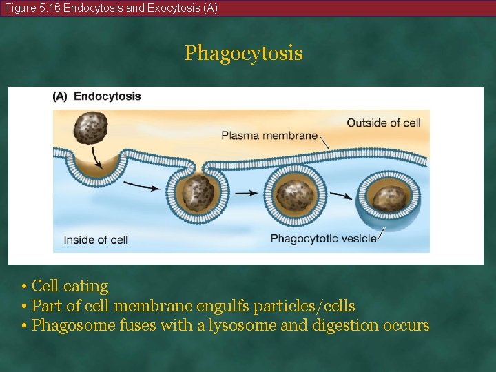 Figure 5. 16 Endocytosis and Exocytosis (A) Phagocytosis • Cell eating • Part of