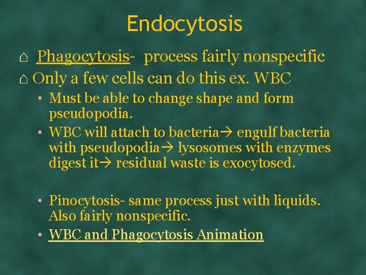 Endocytosis ⌂ Phagocytosis- process fairly nonspecific ⌂ Only a few cells can do this