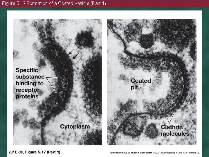 Figure 5. 17 Formation of a Coated Vesicle (Part 1) 