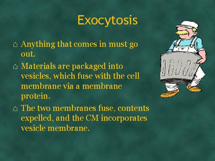 Exocytosis ⌂ Anything that comes in must go out. ⌂ Materials are packaged into